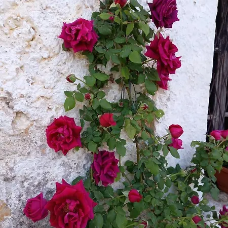 Janja Medjugorje